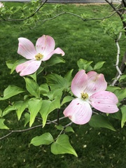 Cornus florida rubra