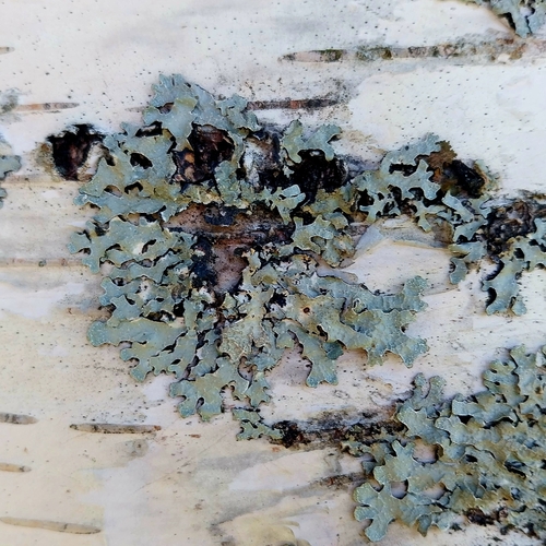Netted shield lichen