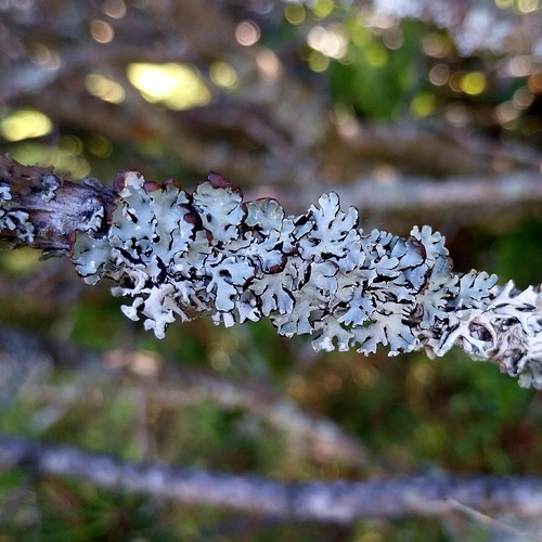 Hooded Tube Lichen