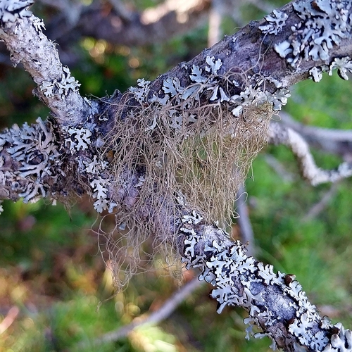 Pale-footed Horsehair Lichen