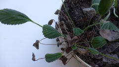 Pelargonium ovale