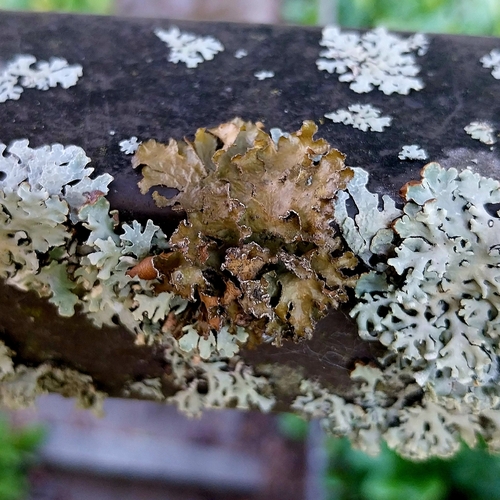 Powdered Wrinkle Lichen