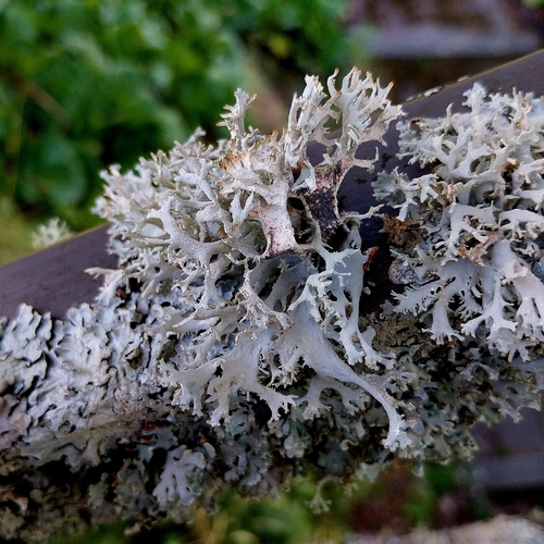 tree moss
