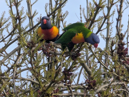 Rainbow Lorikeet
