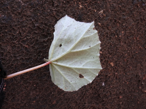 Begonia plebeja, photograph 6