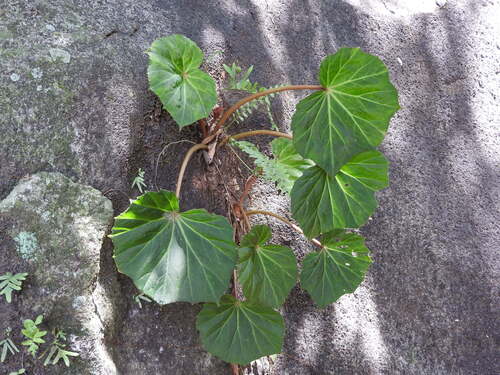Begonia plebeja, photograph 4