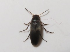 Anaspis frontalis
