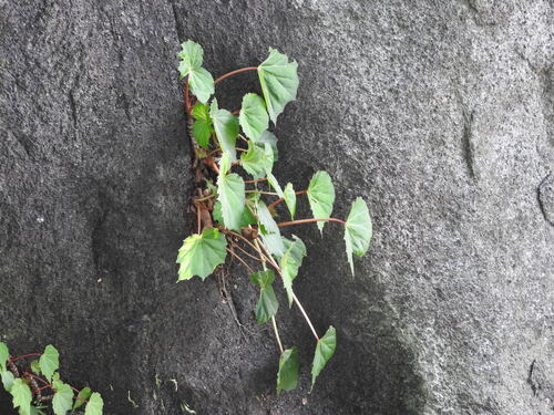 Begonia plebeja, photograph 1