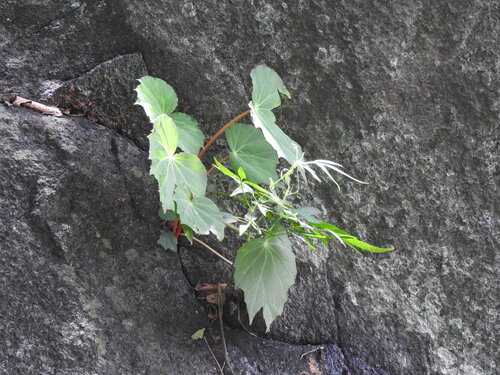 Begonia plebeja, photograph 2