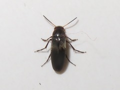 Anaspis frontalis