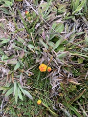 Gentianella hirculus