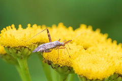 Phytocoris pallidicornis
