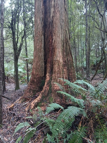 Eucalyptus obliqua, photograph 5