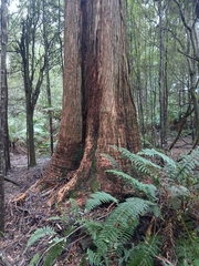 Eucalyptus obliqua, photograph (c) Bee, some rights reserved (CC BY)