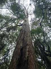 Eucalyptus obliqua, photograph (c) Bee, some rights reserved (CC BY)