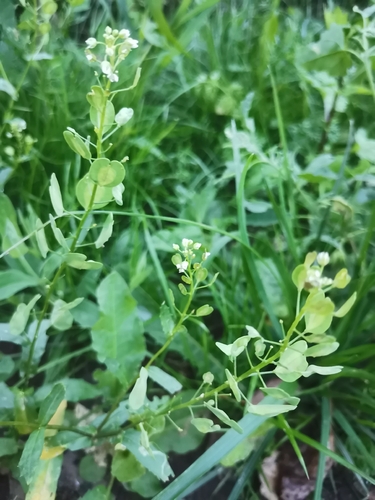 field penny-cress