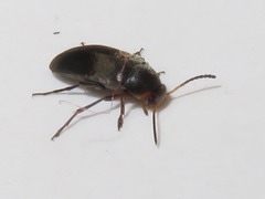 Anaspis frontalis