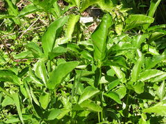 Xanthosoma wendlandii, photograph (c) Alexis López Hernández, some rights reserved (CC BY)