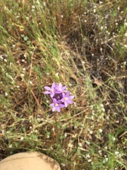 Dichelostemma
