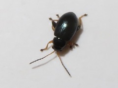 Aphthona nonstriata