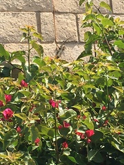 Sceloporus occidentalis