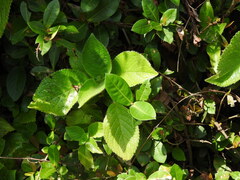 Chrysothemis panamensis, photograph (c) Alexis López Hernández, some rights reserved (CC BY)