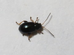 Aphthona nonstriata