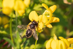 Megachile