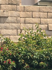 Sceloporus occidentalis