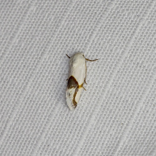 Ponometia cuta