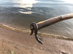 Helicops leopardinus