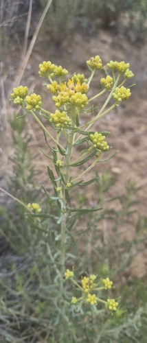 Southern Goldenbush