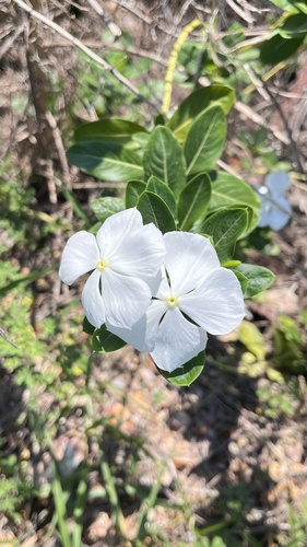 Madagascar Periwinkle
