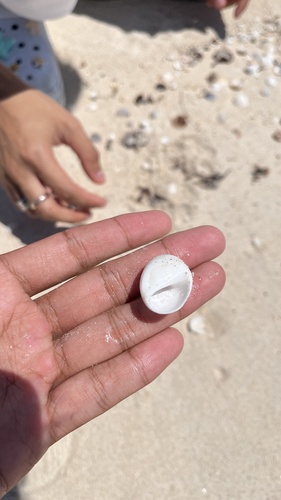 Pear-shaped Sand Snail