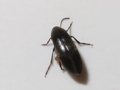 Anaspis frontalis