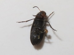 Anaspis frontalis