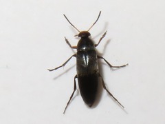 Anaspis frontalis
