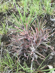 Castilleja angustifolia