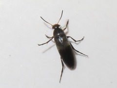 Anaspis frontalis