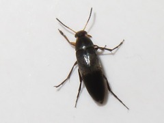 Anaspis frontalis