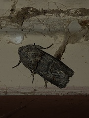 Sympistis perscripta