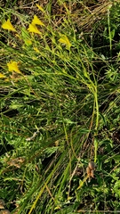 Linum flavum, photograph (c) Анна Митрошенкова, some rights reserved (CC BY)