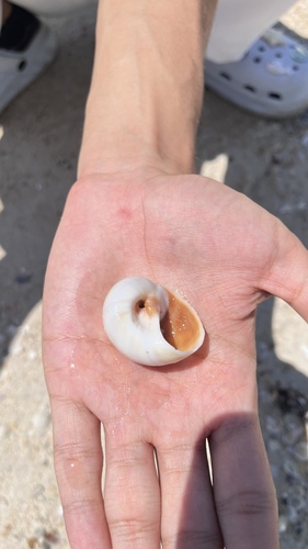 Bladder Moon Snail