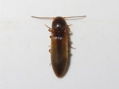Dalopius marginatus