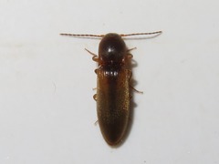 Dalopius marginatus