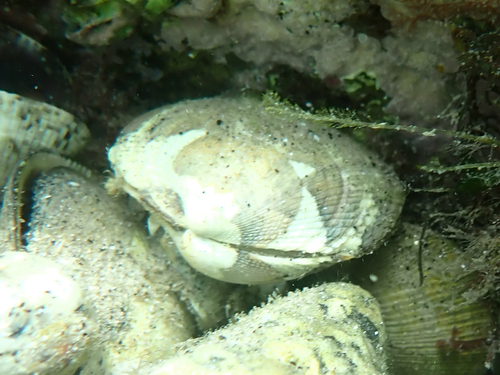 Leukoma grata observed 2026-07-17