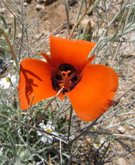 Calochortus kennedyi kennedyi
