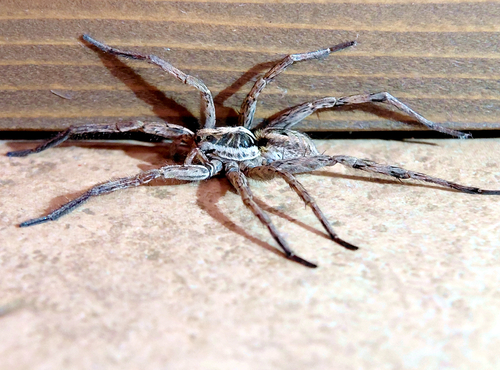 Radiated Wolf Spider