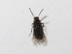 Anaspis fasciata
