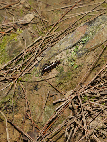 Anechura japonica
